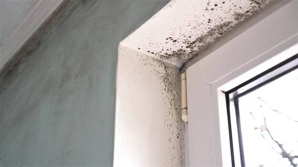 Trusted East Canton, OH Mold Removal Experts